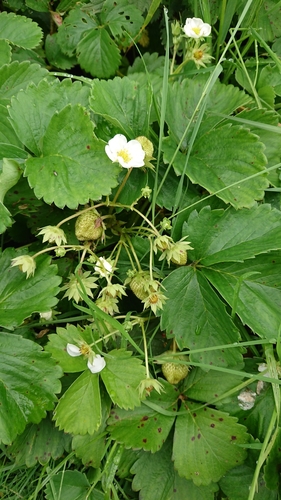 Fragaria × ananassa, photograph 6