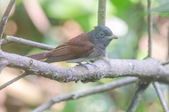 Terpsiphone atrocaudata