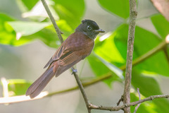 Terpsiphone atrocaudata