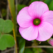 Pink Woolly Sorrel - Photo (c) mario_mairal, some rights reserved (CC BY-NC-ND), uploaded by mario_mairal