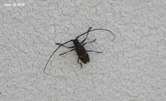 Monochamus saltuarius
