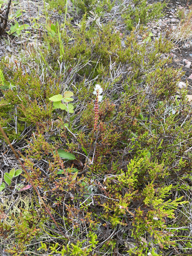 alpine bistort
