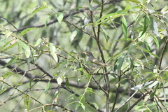 Phylloscopus borealis