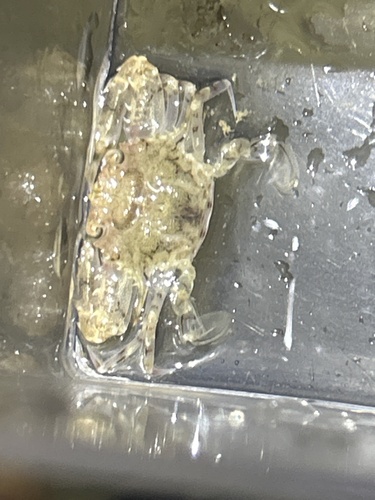 Xiphonectes longispinosus observed 2025-06-20