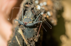 Phrynus garridoi