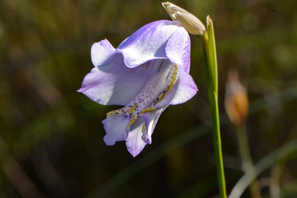 Caledon Bluebell