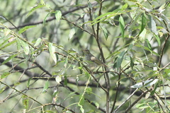 Phylloscopus borealis