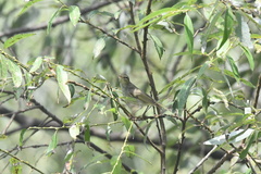 Phylloscopus borealis