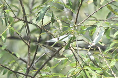 Phylloscopus borealis