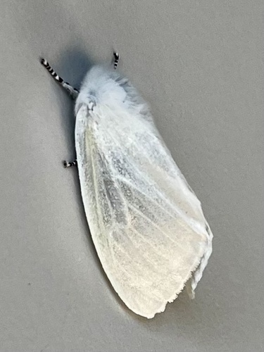 White Satin Moth, Mantingerzand, Mantinge, Drenthe, NL, photo 9 of 10