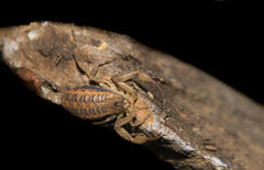 Centruroides nigrovariatus