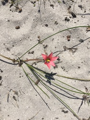 Romulea obscura subtestacea