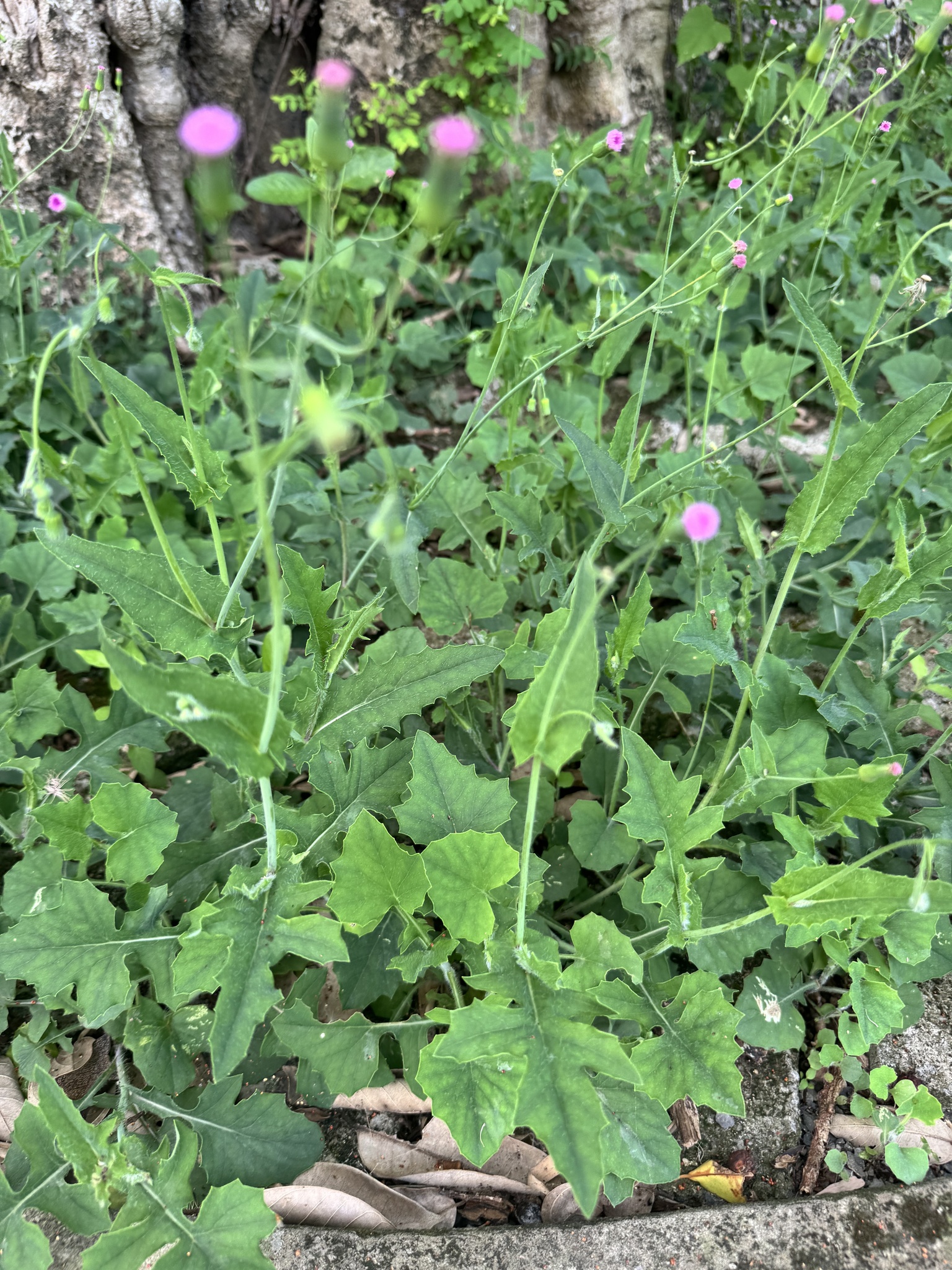 Emilia sonchifolia — ảnh 2