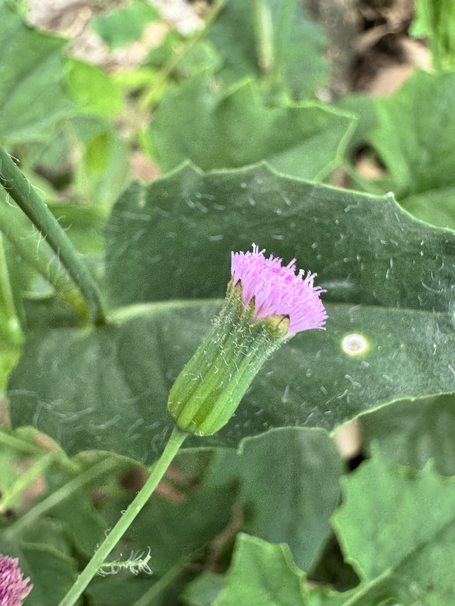 Emilia sonchifolia — ảnh 3