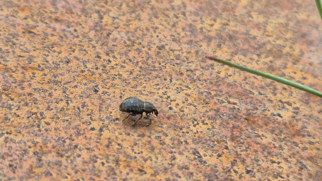 Weevil