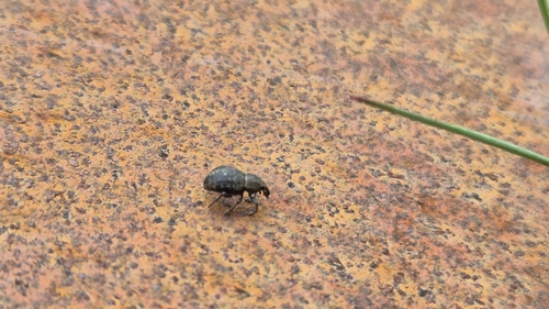Weevil