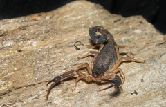 Centruroides nigrimanus