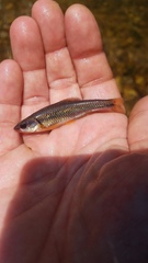 Notropis rubricroceus
