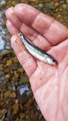 Notropis rubricroceus