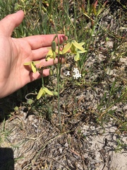 Albuca flaccida