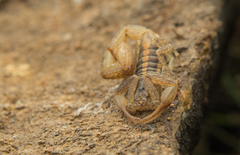 Centruroides nigrovariatus