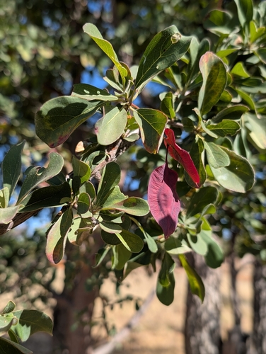 Purplepod clusterleaf