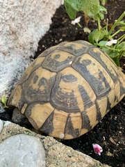 Testudo hermanni