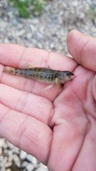 Etheostoma camurum