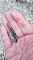 Etheostoma camurum