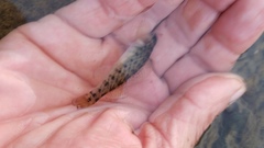 Etheostoma camurum