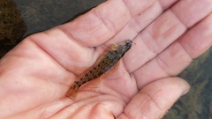 Etheostoma camurum