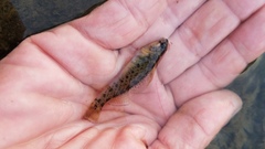 Etheostoma camurum