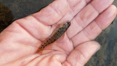 Etheostoma camurum