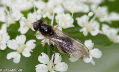 Sphegina