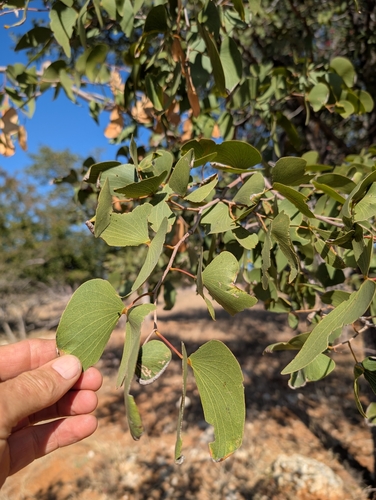 Mopane