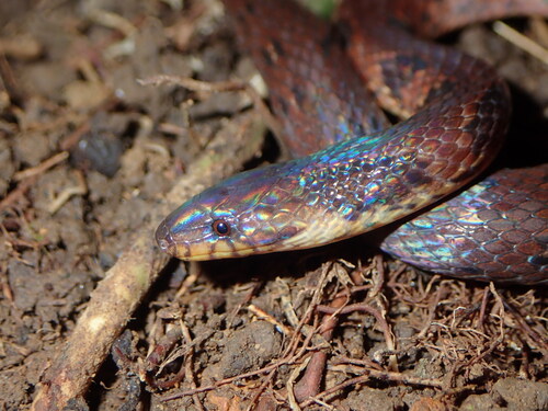 Iridescent Ground Snake
