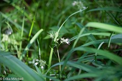 Hydrophyllum virginianum