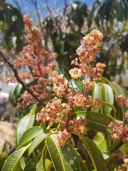 Rhabdotis semipunctata