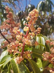 Rhabdotis semipunctata