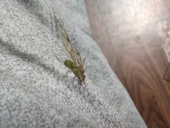 Oecophylla smaragdina