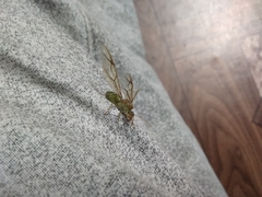 Oecophylla smaragdina