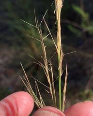 Aristida condensata