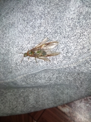 Oecophylla smaragdina