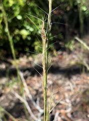 Aristida condensata