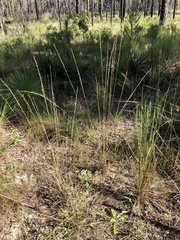 Aristida condensata