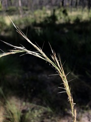 Aristida condensata