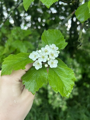 fleshy hawthorn (Crataegus succulenta)