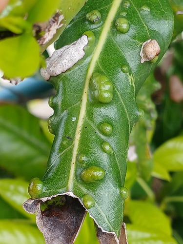 Aceria barbujanae