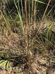 Aristida condensata