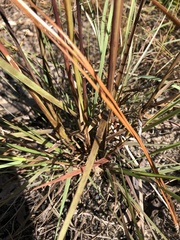 Aristida condensata